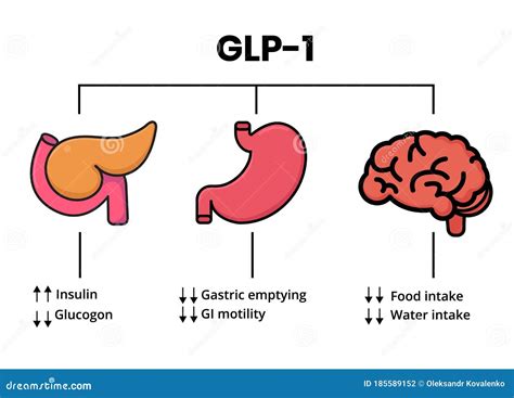 Ilustración de la acción de la hormona GLP-1 en el cuerpo humano.