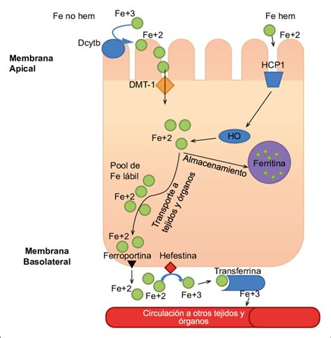 Diagrama que ilustra las áreas de absorción de hierro en el tracto digestivo y cómo el bypass gástrico las excluye.