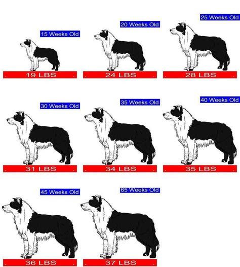 Esquema de las proporciones corporales de un Border Collie adulto