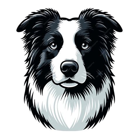 Ilustración mostrando la expresión inteligente y alerta de un Border Collie