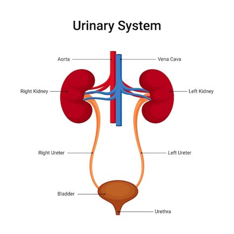 Diagrama del sistema urinario con puntos de dolor