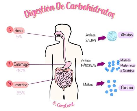 Diagrama que ilustra el proceso de digestión de carbohidratos y la respuesta de la insulina.