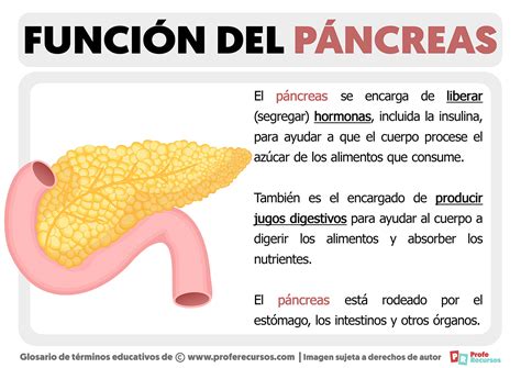 Diagrama del páncreas y su función en la producción de insulina.