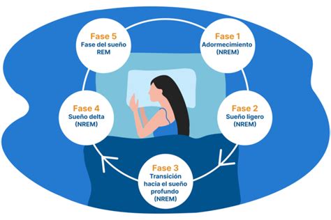 diagrama del ciclo de sueño y sus efectos en el metabolismo