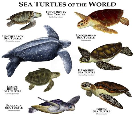 Ilustración de las diferentes especies de tortugas marinas.