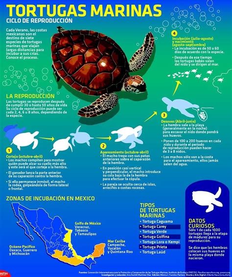 Infografía comparativa de tamaños de las diferentes especies de tortugas marinas.