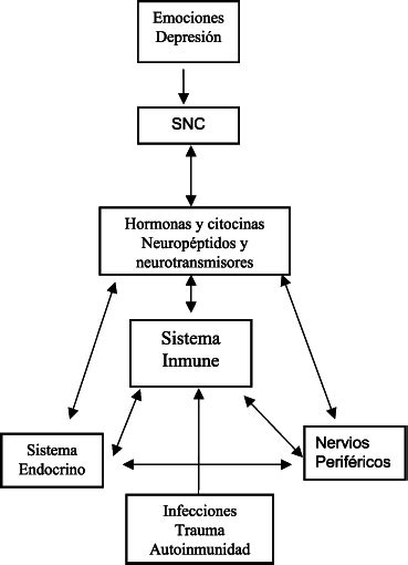 Esquema de la interacción entre los sistemas nervioso, endocrino e inmune en respuesta al trauma.