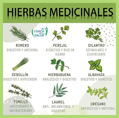 Composición visual de hierbas medicinales y alimentos naturales asociados con el alivio del reflujo, como jengibre, manzanilla, sábila y semillas de anís.
