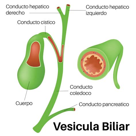 Representación gráfica de la vesícula biliar y su ubicación en el cuerpo humano.