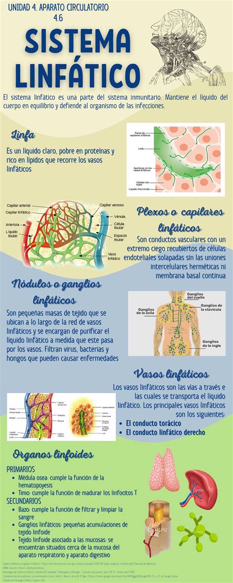 Infografía mostrando el sistema linfático y cómo los chorros de agua lo estimulan.