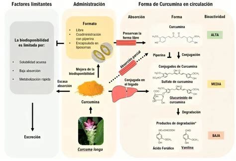Gráfico comparativo de los efectos de la curcumina en la pérdida de peso según diferentes estudios.
