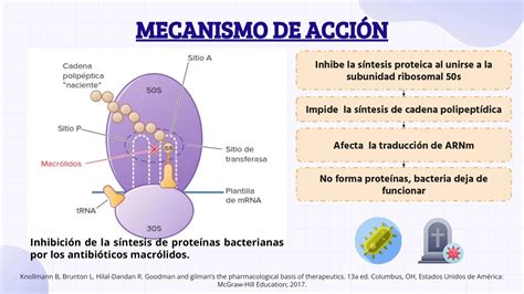 Esquema del mecanismo de acción de los ingredientes activos de Somatoline Reductor Noche