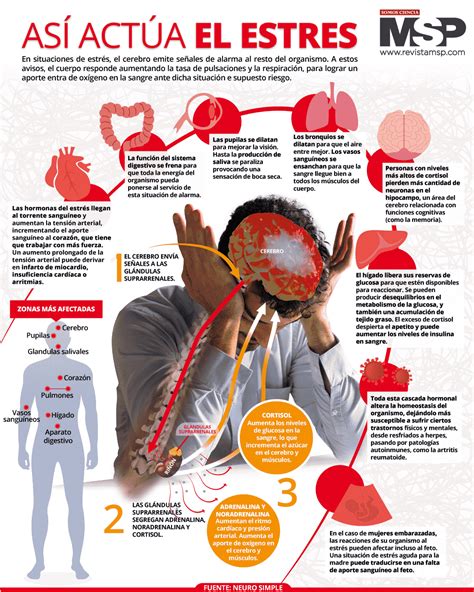 Infografía que relaciona el estrés crónico con la retención de grasa corporal.