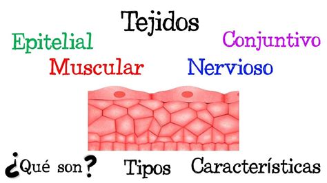 Esquema del sistema Rollaction mostrando sus componentes y acción sobre los tejidos.