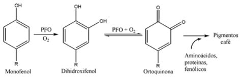 Ilustración que muestra la interacción de la enzima PPO del plátano con los flavonoides en un batido.