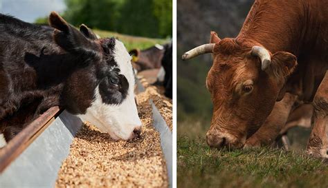 Infografía detallando los componentes de una dieta balanceada para ganado bovino, incluyendo forraje, concentrados, vitaminas y minerales.