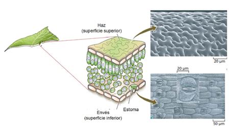 Esquema técnico: Corte transversal de una faja deportiva mostrando la capa exterior transpirable, la capa intermedia de compresión y el forro interior suave.