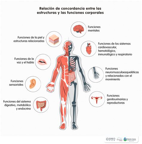 Gráfico ilustrativo de las funciones corporales básicas que consumen energía en reposo.