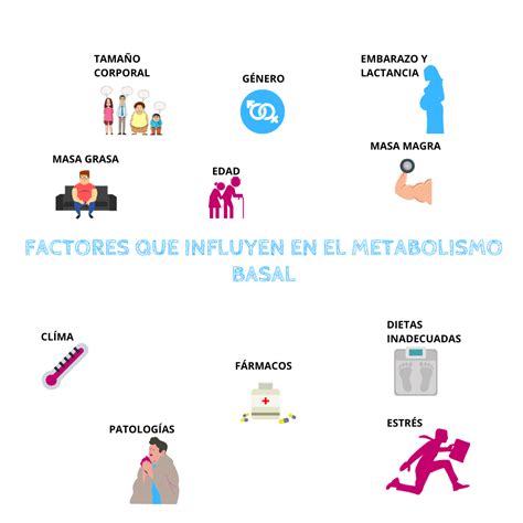 Infografía mostrando los diferentes factores que afectan el metabolismo basal (edad, sexo, masa muscular, genética).