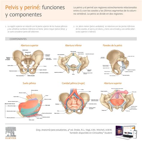 infografía: esquema de la anatomía pélvica femenina antes y después de una histerectomía
