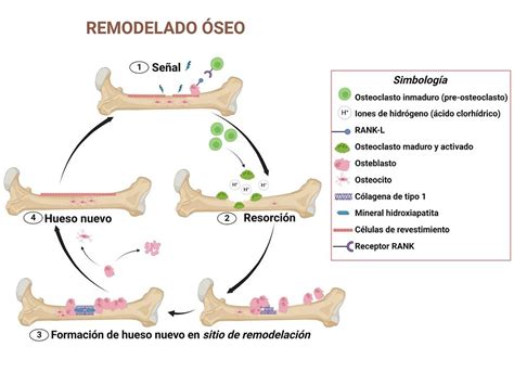 Esquema general del ciclo de remodelación ósea y los desequilibrios que pueden llevar a enfermedades metabólicas.