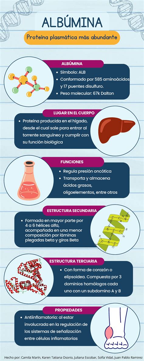 infografía detallando las múltiples funciones de la albúmina en el cuerpo humano
