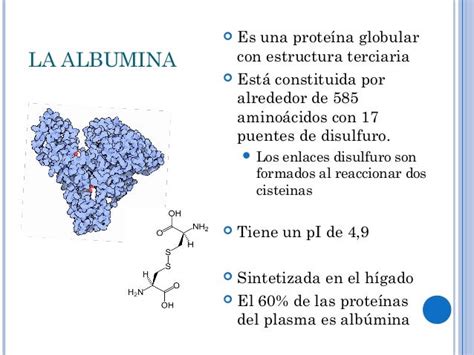 diagrama que ilustra la estructura globular de la albúmina y sus sitios de unión para el transporte de moléculas