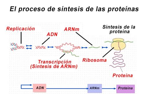 esquema del proceso de síntesis de albúmina en el hepatocito, desde la transcripción hasta la secreción