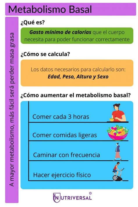 Infografía: Componentes que influyen en el metabolismo basal