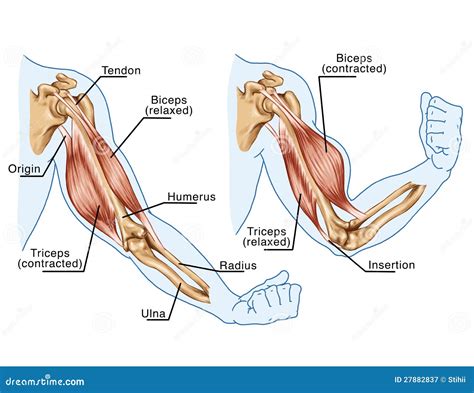 Ilustración anatómica del brazo humano destacando bíceps y tríceps.