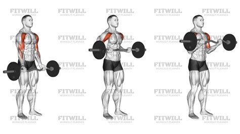 Demostración de curl de bíceps con barra.