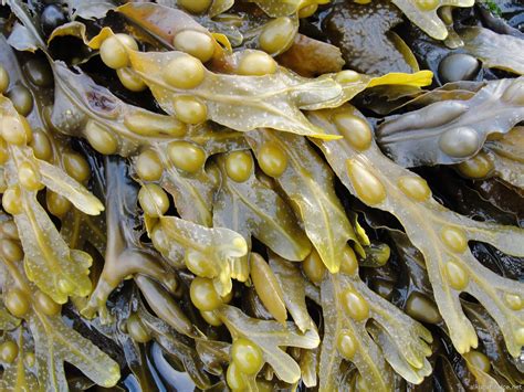 Fotografía de algas fucus en su hábitat natural.