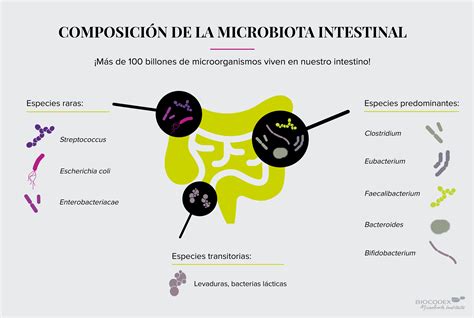infografía sobre la composición de la microbiota intestinal y su relación con la dieta