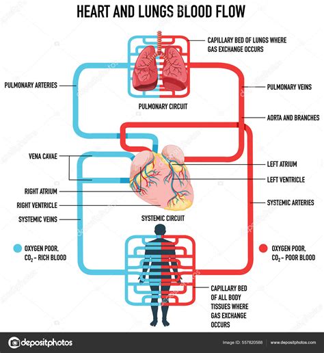 Diagrama que muestra el flujo sanguíneo en el corazón y los efectos de la insuficiencia cardíaca.
