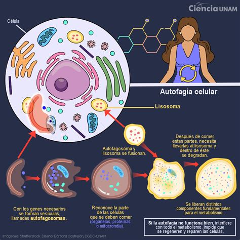 Infografía explicando el proceso de autofagia y sus beneficios para la salud celular.