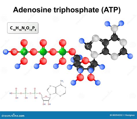 Diagrama detallado de la estructura molecular del adenosín trifosfato (ATP), mostrando la adenina, la ribosa y los tres grupos fosfato unidos.