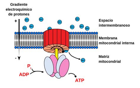 Esquema simplificado de la ATP sintasa en la membrana mitocondrial o tilacoidal, mostrando el flujo de protones y la síntesis de ATP a partir de ADP y Pi.