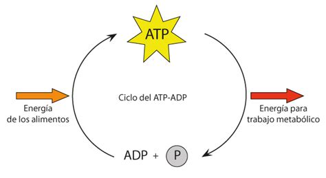 Gráfico que ilustra el ciclo dinámico entre ATP y ADP, mostrando la liberación de energía durante la hidrólisis de ATP a ADP y la requerimiento de energía para la síntesis de ATP a partir de ADP.