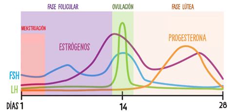 Gráfico que muestra las fluctuaciones hormonales a lo largo del ciclo menstrual y su posible impacto en la energía y el rendimiento físico.