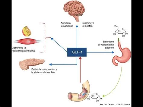 Ilustración médica que muestra el mecanismo de acción de Ozempic en el cuerpo, enfocándose en la regulación del apetito