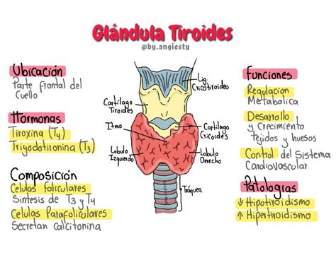 Infografía detallando la anatomía de la glándula tiroides y su ubicación en el cuello.