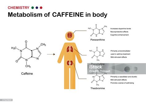 diagrama de flujo sobre el efecto de la cafeína en el cuerpo humano