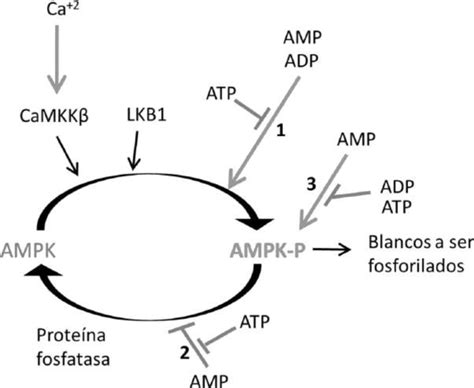 diagrama de la célula mostrando la acción de la berberina sobre la AMPK y las mitocondrias