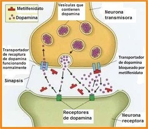 Representación esquemática de la acción del metilfenidato en la sinapsis cerebral, mostrando la inhibición de la recaptación de dopamina y noradrenalina.