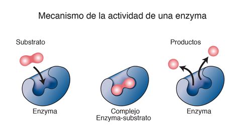 Ilustración esquemática de una vía metabólica con enzimas representadas como engranajes, donde uno está roto o ausente, causando un bloqueo y acumulación de sustancias.