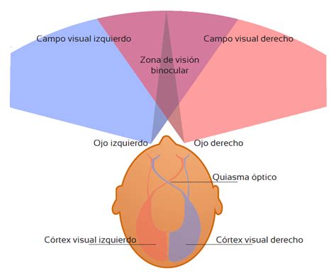 Representación gráfica de un campo visual con afectación periférica