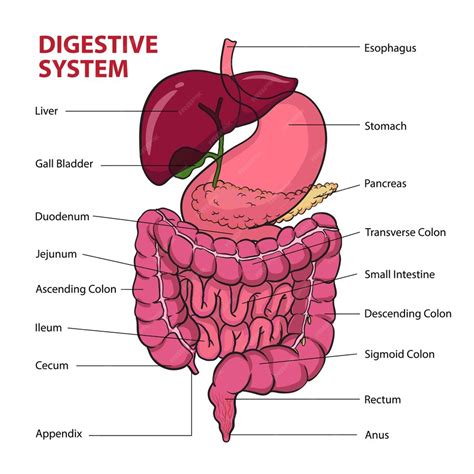 Diagrama del sistema digestivo humano mostrando el apéndice y la vesícula biliar