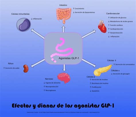 infografía explicando el mecanismo de acción de la liraglutida en el cerebro y la regulación del apetito