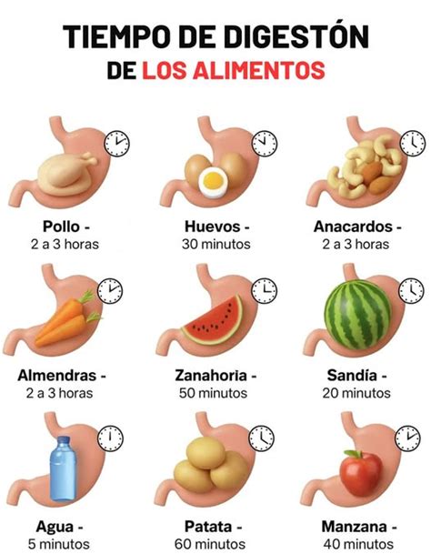 Infografía comparativa: tiempo de digestión y señales de saciedad en comedores rápidos vs. lentos
