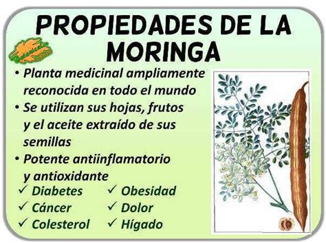 Ilustración detallada de la planta de moringa y sus componentes.
